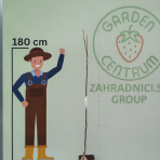 Orech kráľovský (Juglans Regia) ´CHANDLER´ - výška 180-220 cm, kont. C10L